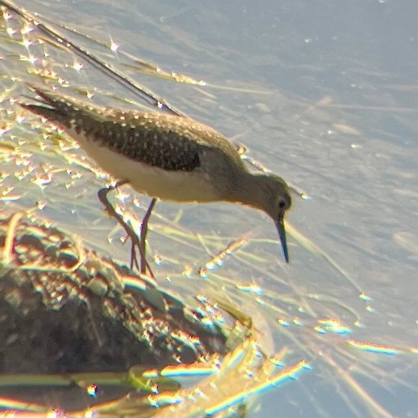 Solitary Sandpiper - ML641172315
