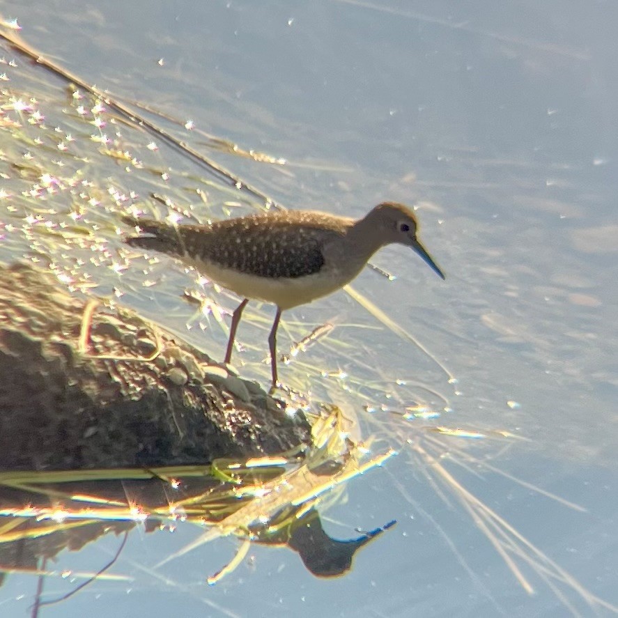 Solitary Sandpiper - ML641172316