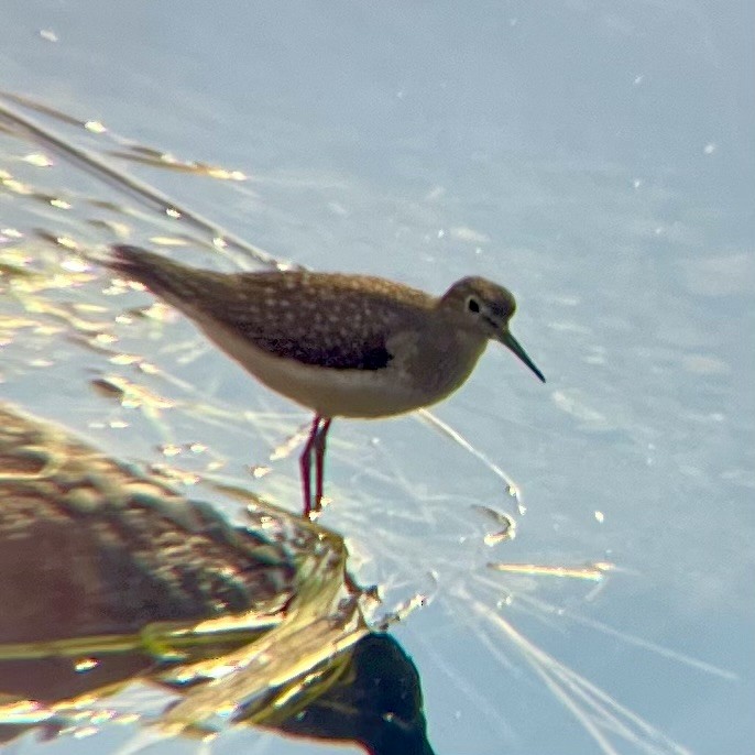 Solitary Sandpiper - ML641172317