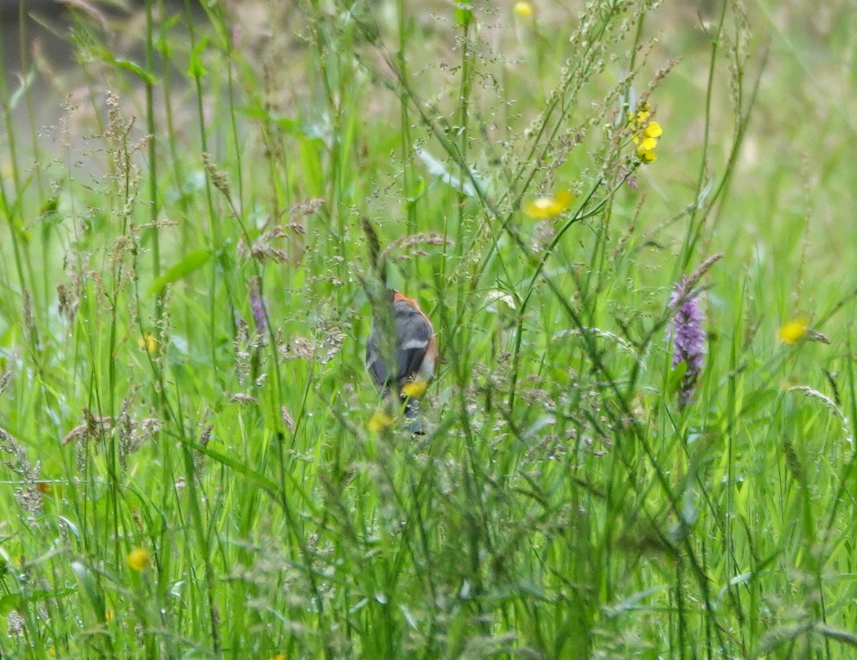 Eurasian Bullfinch - ML641172334