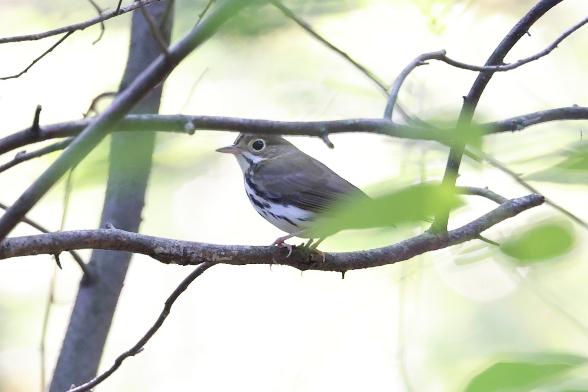 Ovenbird - ML641172335