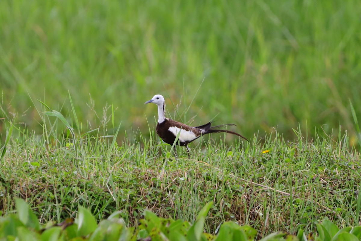 Pheasant-tailed Jacana - ML641172345