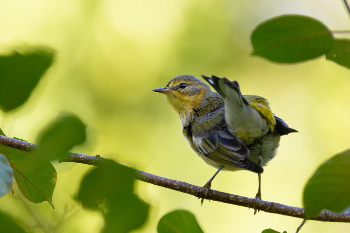 Cape May Warbler - ML641172348