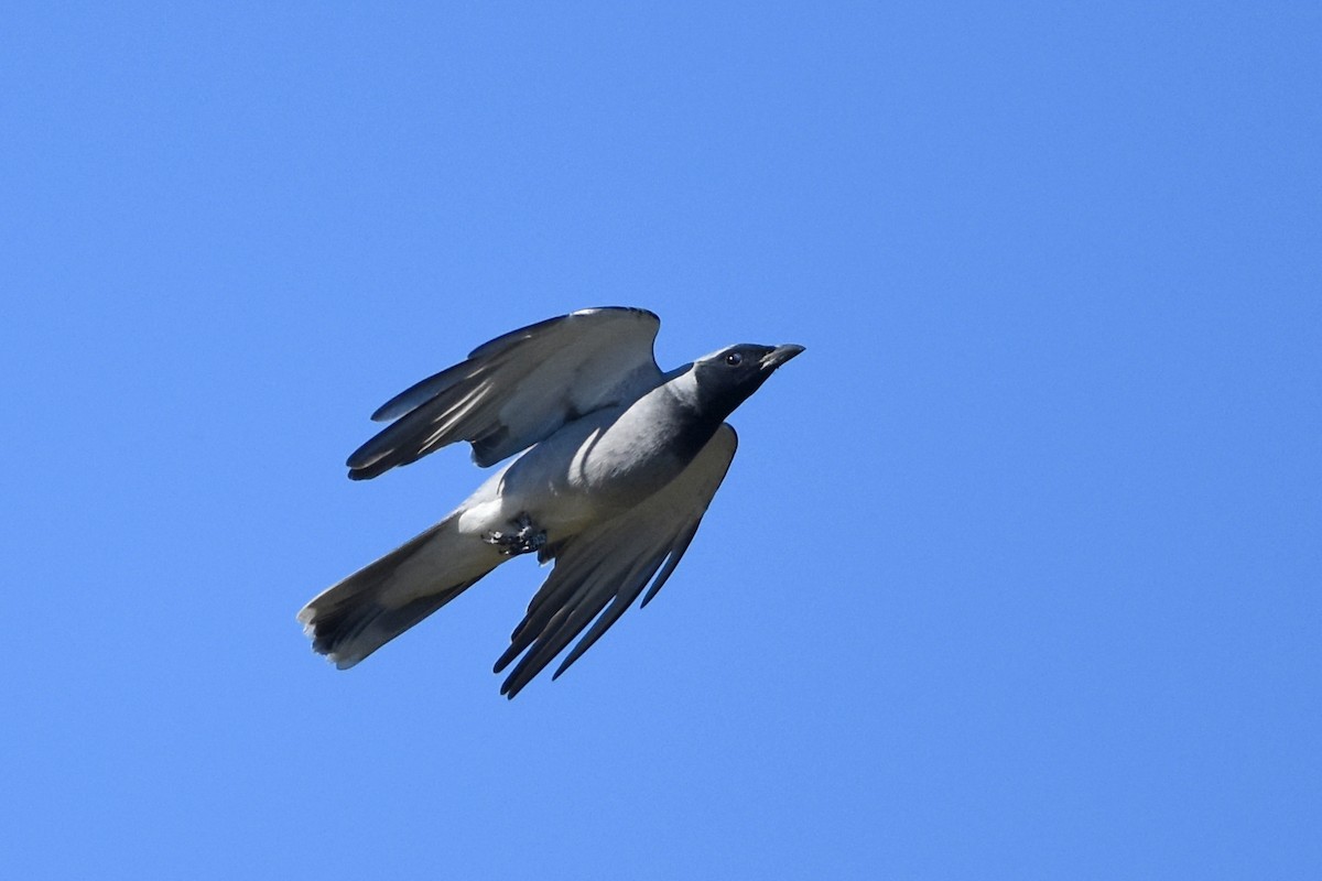 Black-faced Cuckooshrike - ML641172359