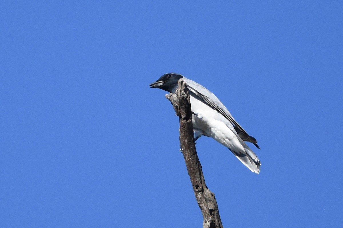 Black-faced Cuckooshrike - ML641172360
