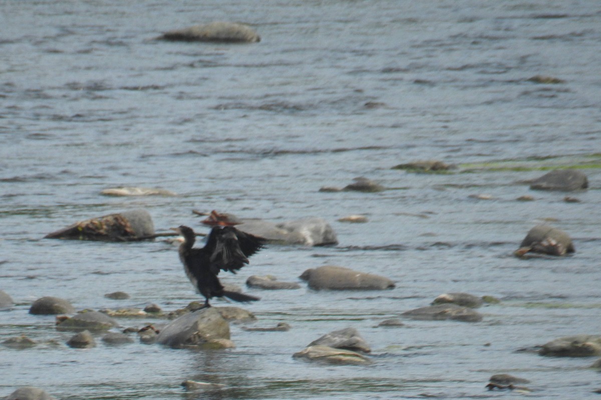 Reed Cormorant - ML641172413