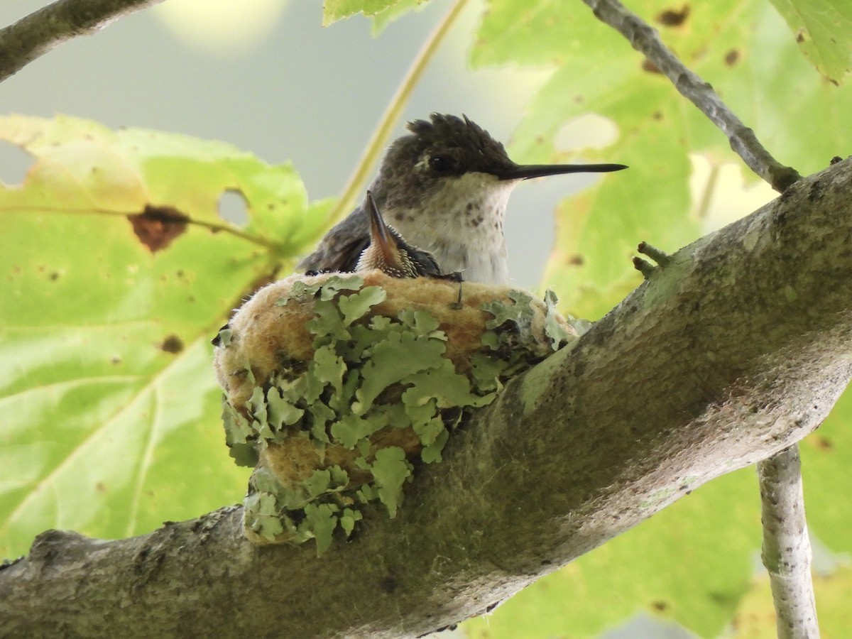 Yakut Boğazlı Kolibri - ML641172479