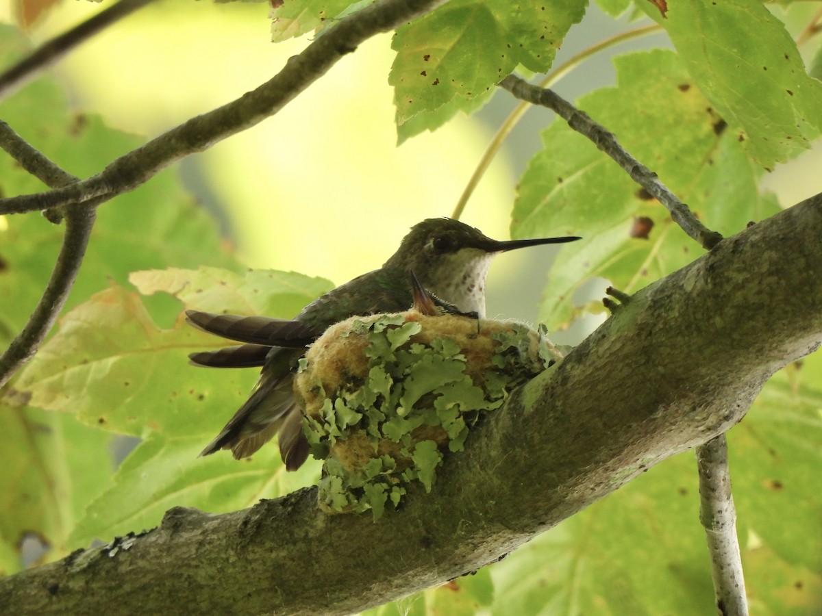 Yakut Boğazlı Kolibri - ML641172480