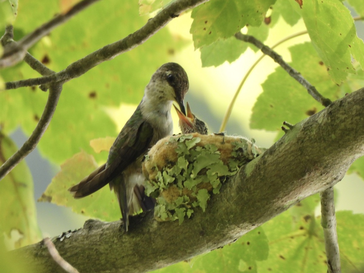 Yakut Boğazlı Kolibri - ML641172481