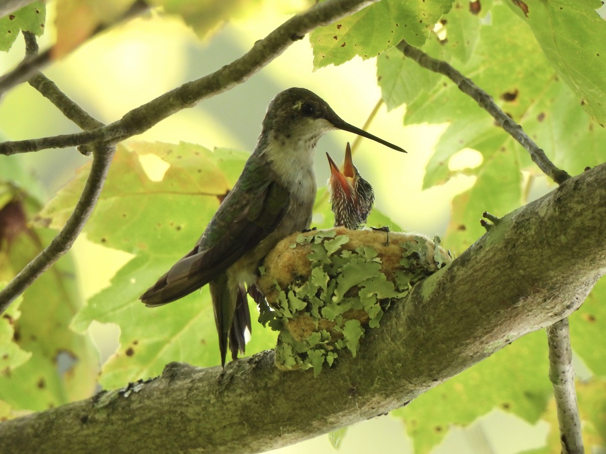 Yakut Boğazlı Kolibri - ML641172482