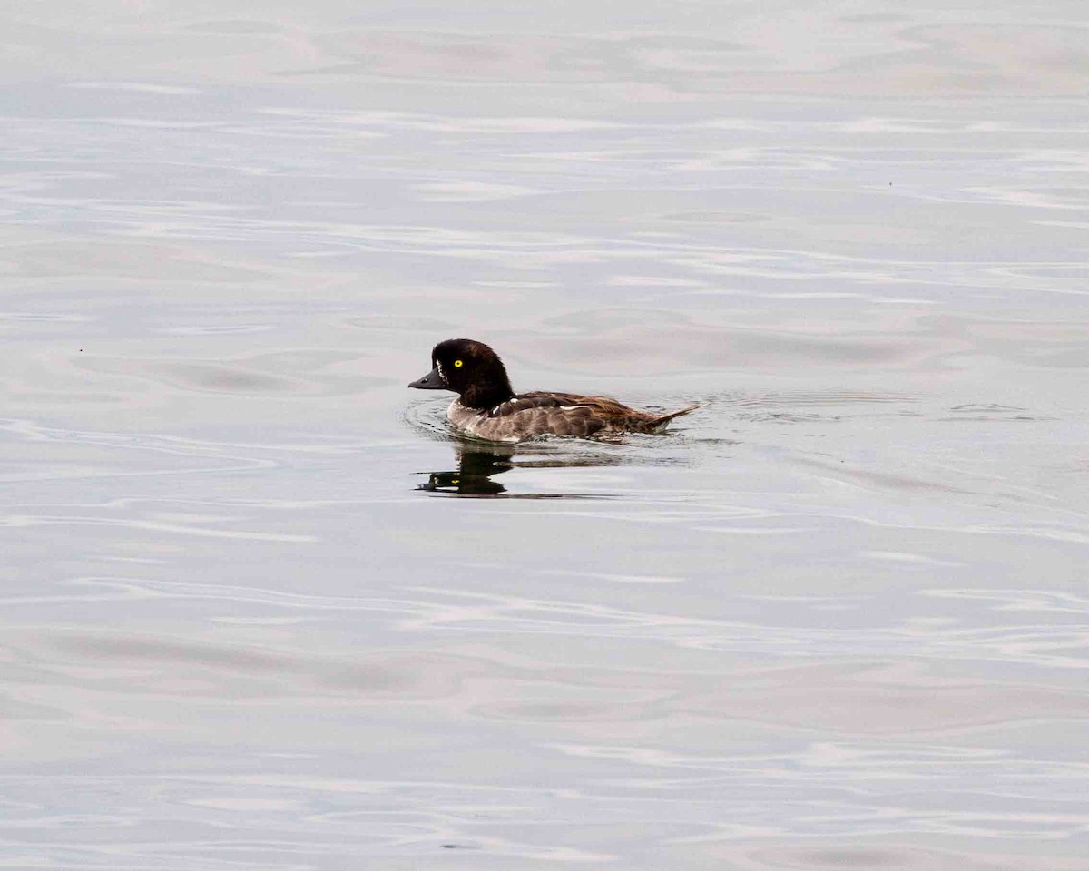 Barrow's Goldeneye - ML641172515