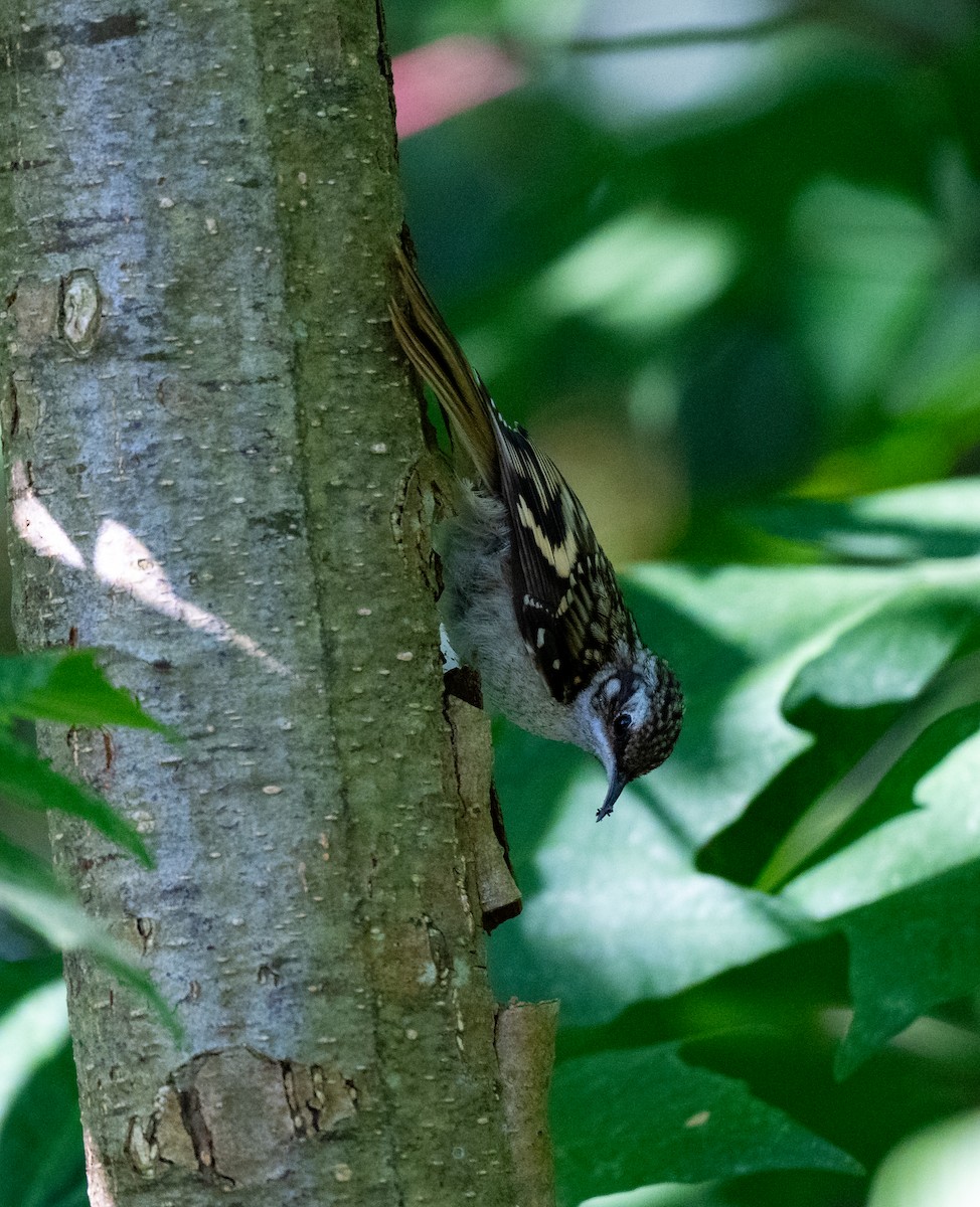 Brown Creeper - ML641172567