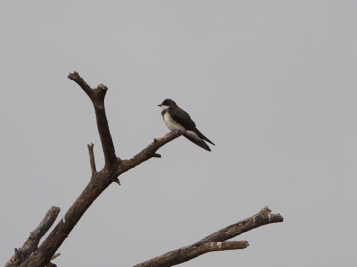 Banded Martin - ML641172591