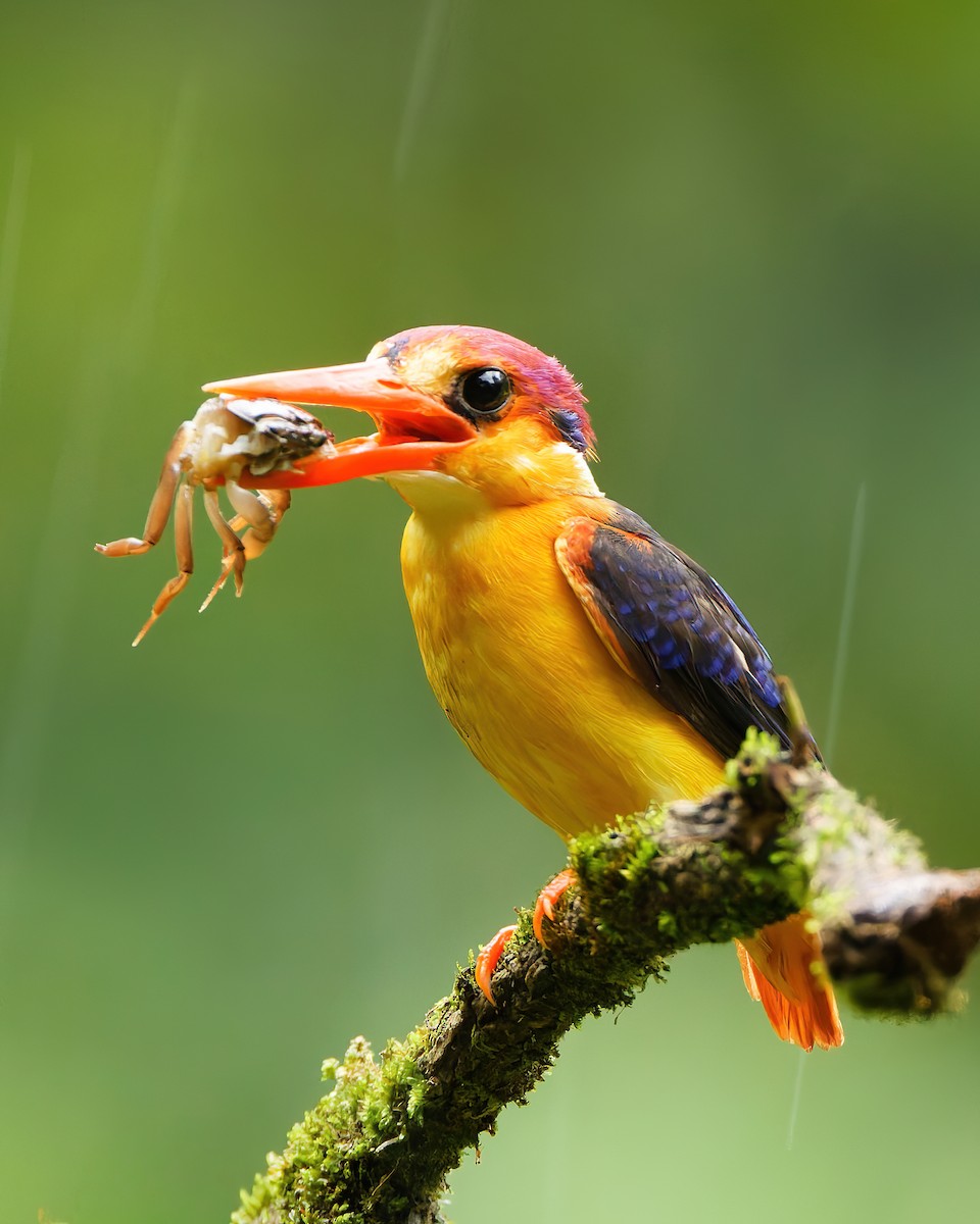 黑背三趾翠鳥 - ML641172662