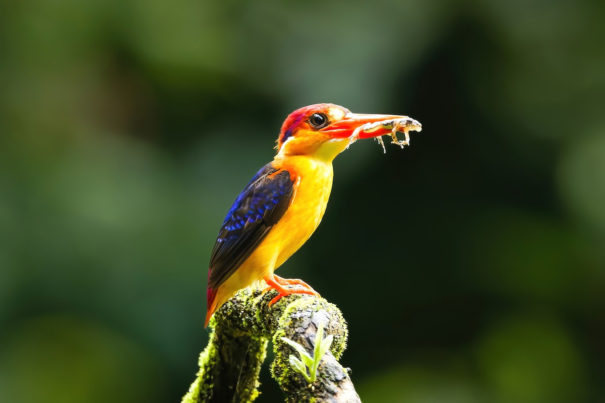 黑背三趾翠鳥 - ML641172663