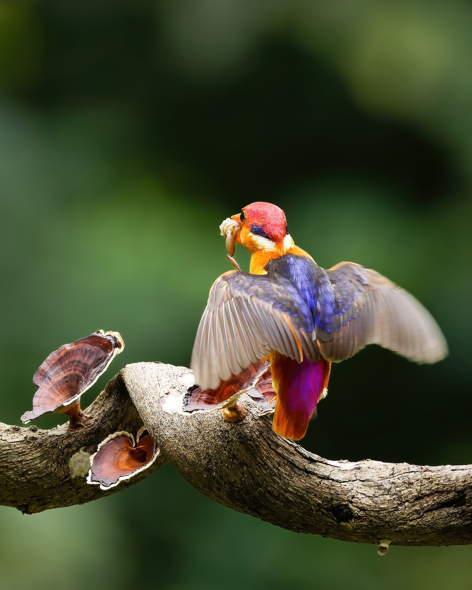 黑背三趾翠鳥 - ML641172665