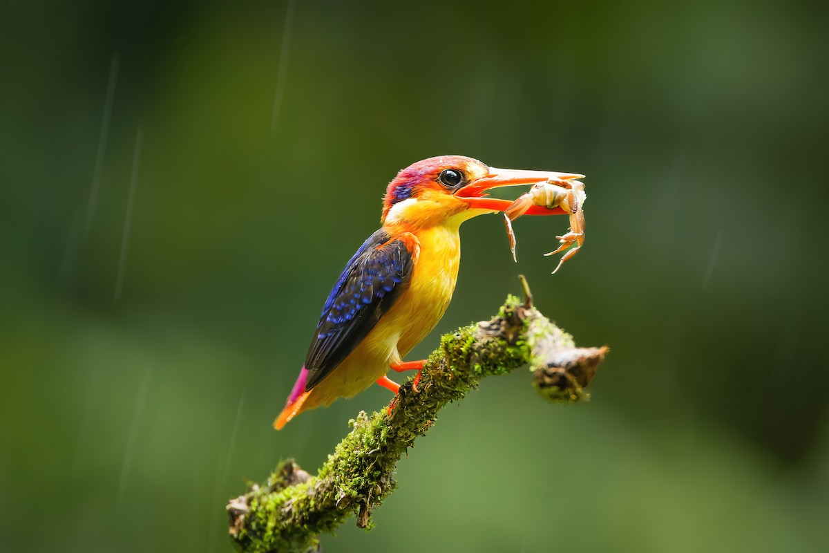 黑背三趾翠鳥 - ML641172666