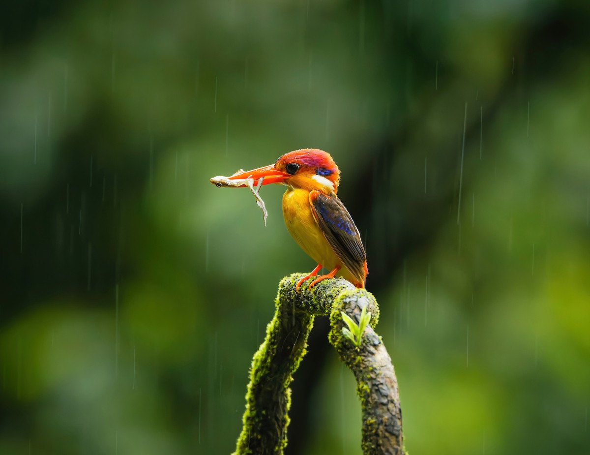 黑背三趾翠鳥 - ML641172668