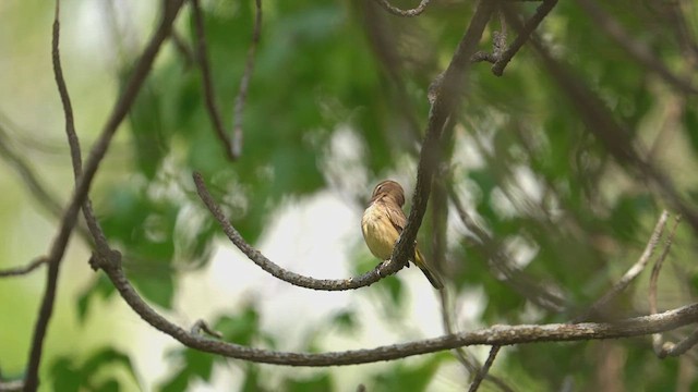 Palm Warbler - ML641172794