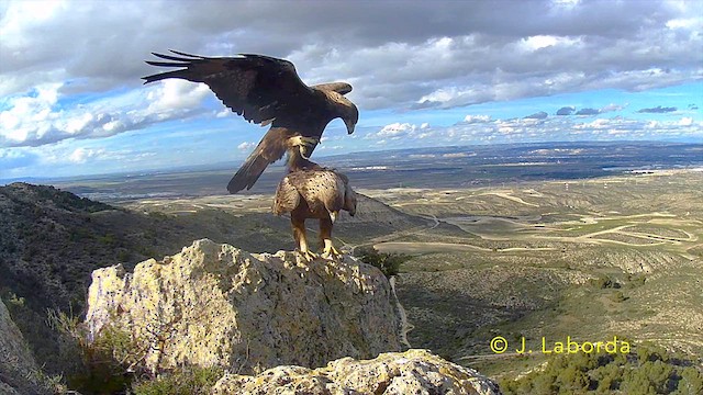 Golden Eagle - ML641172806