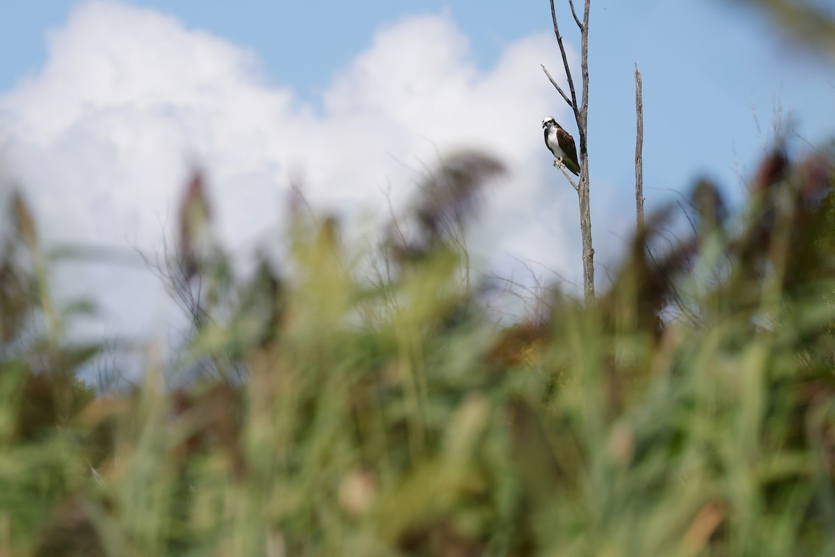 Osprey - ML641172823