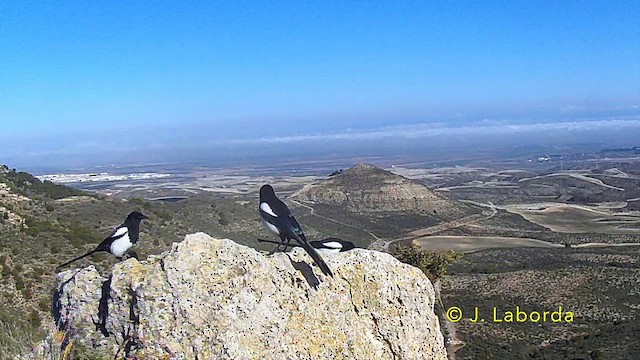 Eurasian Magpie - ML641172831