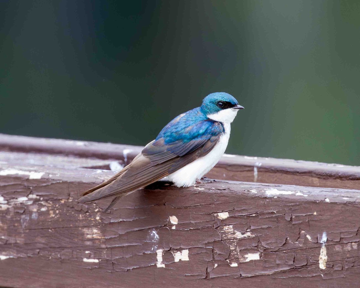 Tree Swallow - ML641172833