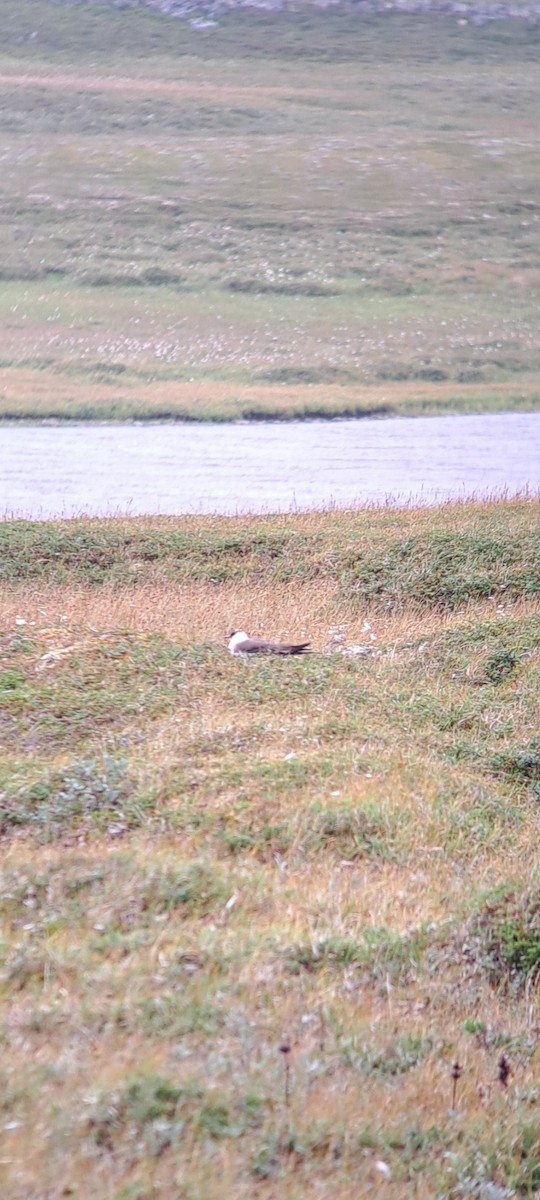 Parasitic Jaeger - ML641172837