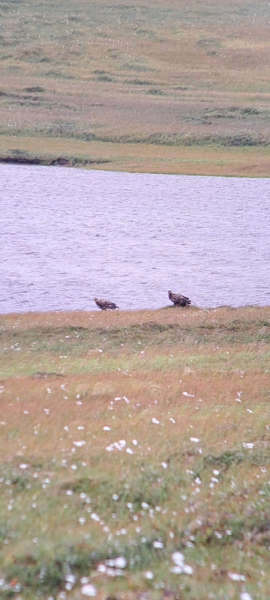 White-tailed Eagle - ML641172844