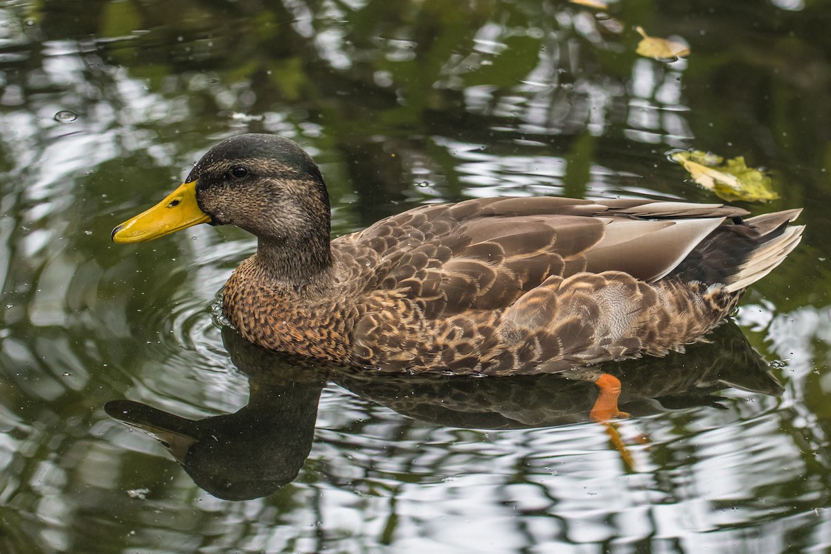 Canard colvert - ML641172876