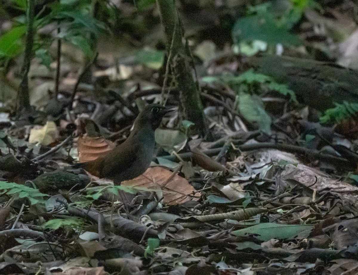 Black-faced Antthrush (Black-faced) - ML641172899