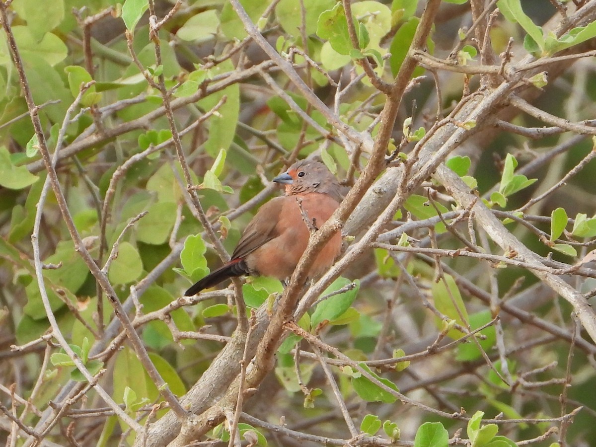 African Firefinch - ML641172903