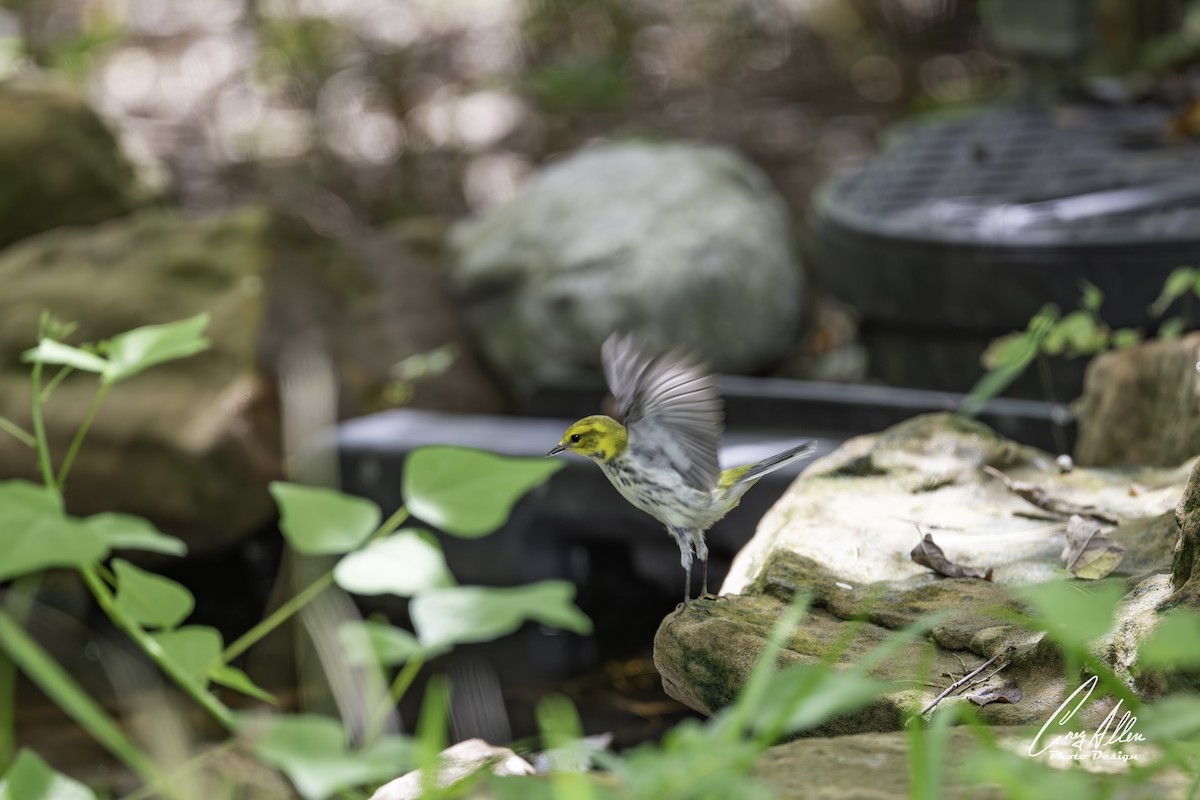 Black-throated Green Warbler - ML641172905