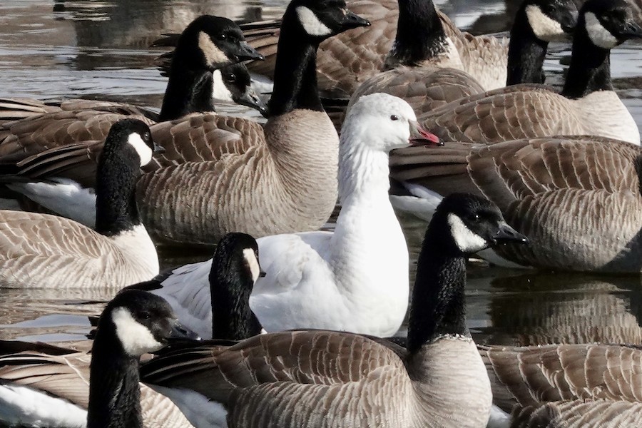 Snow x Ross's Goose (hybrid) - ML641172944