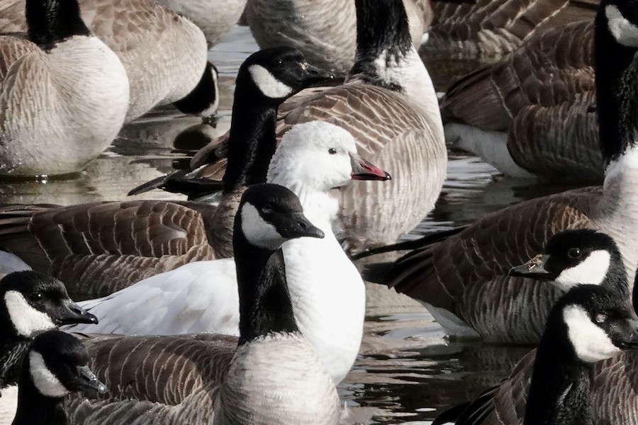 Snow x Ross's Goose (hybrid) - ML641172945