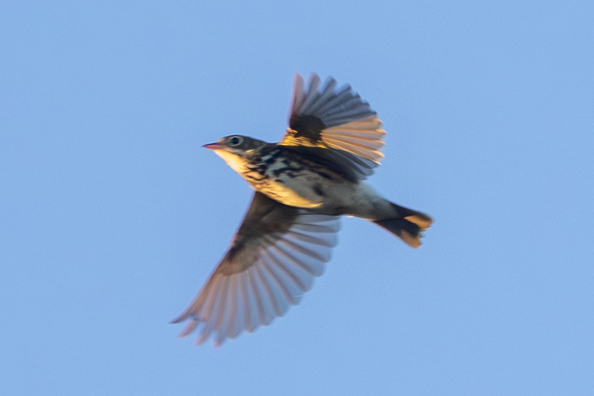Ovenbird - ML641172975