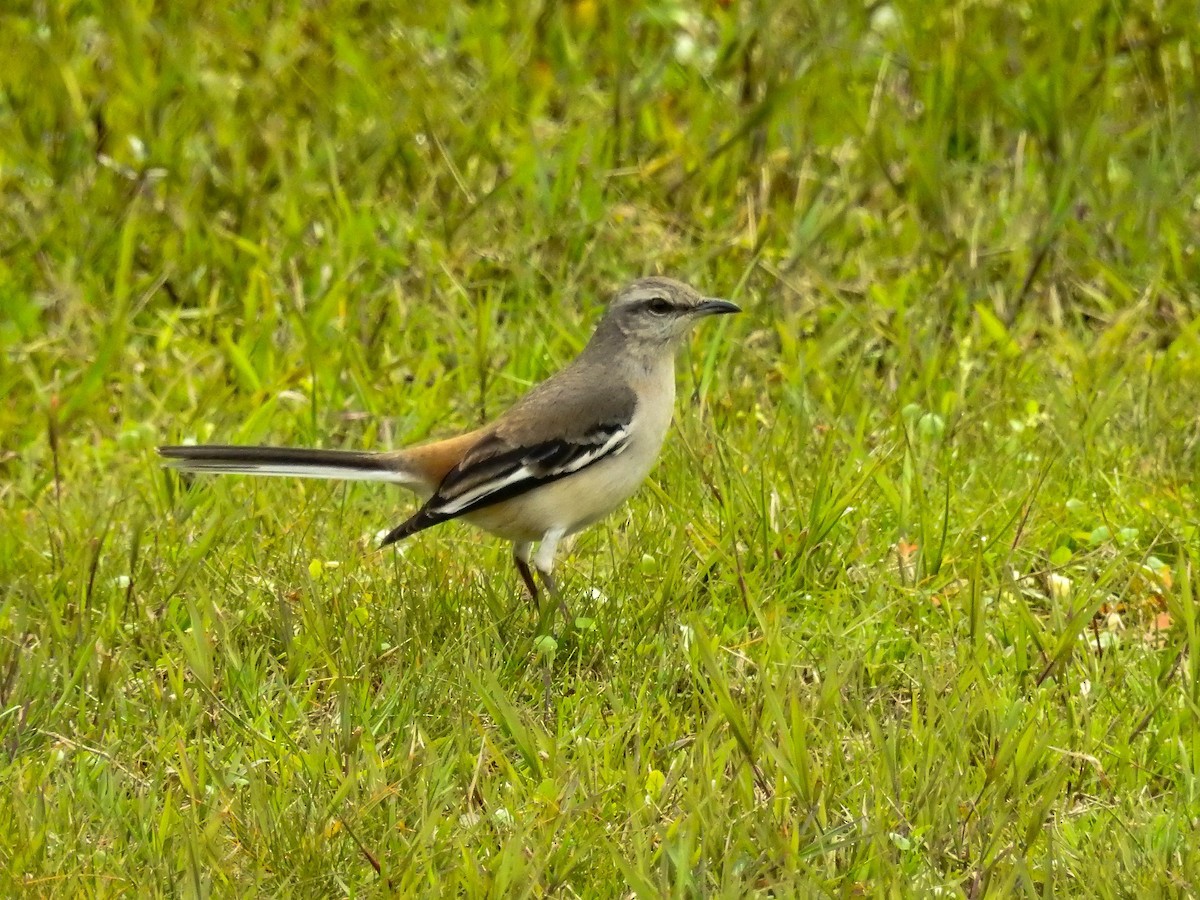 White-banded Mockingbird - ML641172980