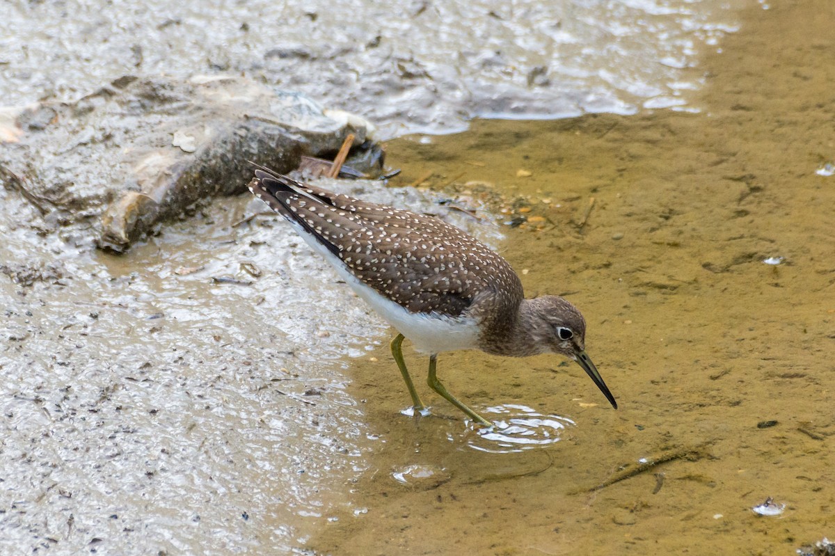 Solitary Sandpiper - ML641173000