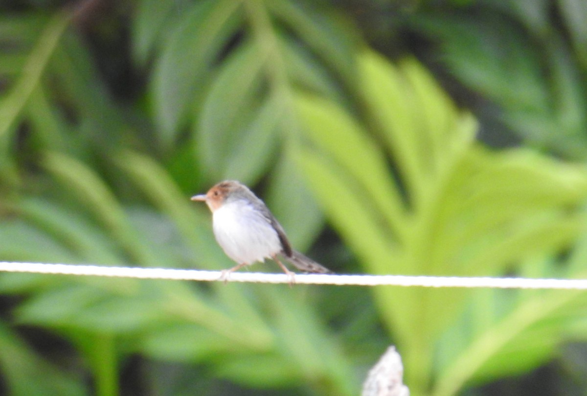 Sao Tome Prinia - ML641173005