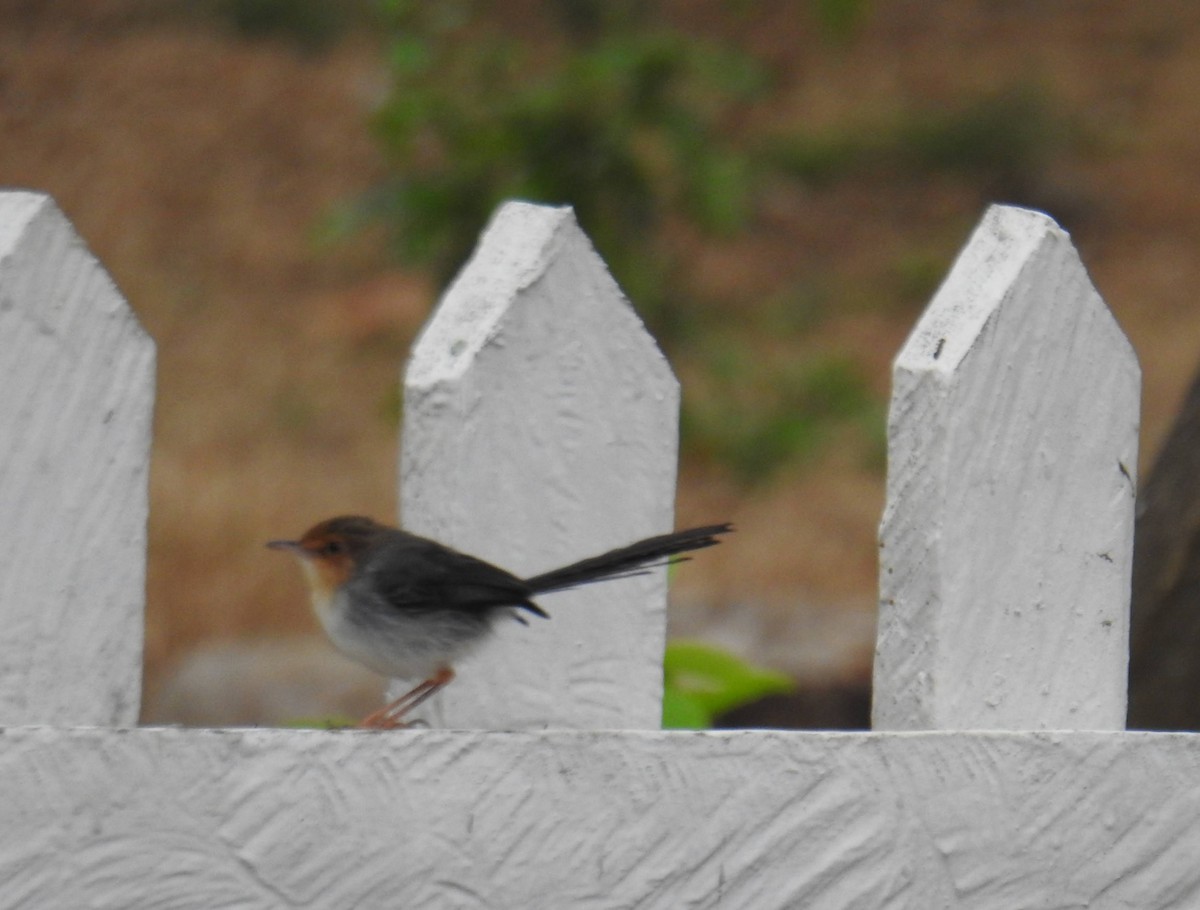 Sao Tome Prinia - ML641173006