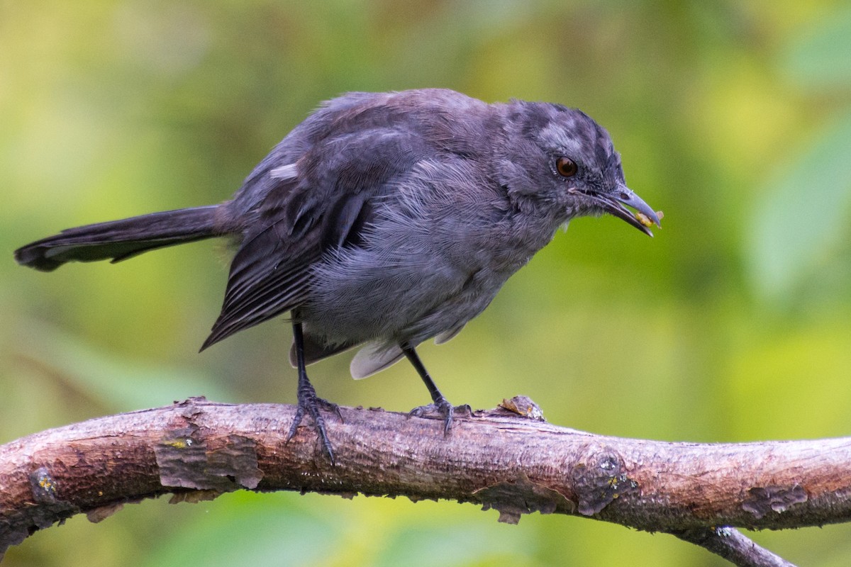 Gray Catbird - ML641173016