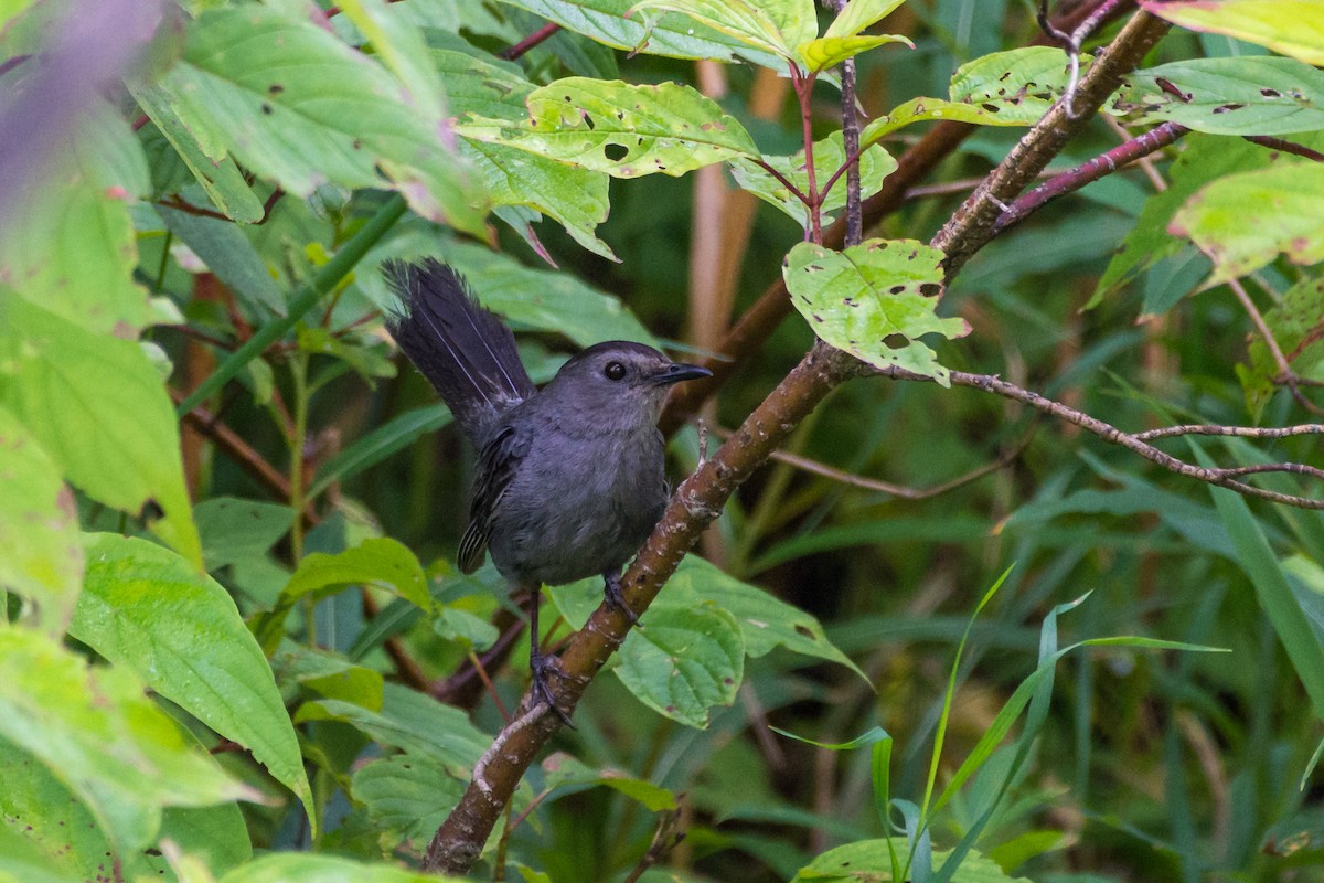 Gray Catbird - ML641173017