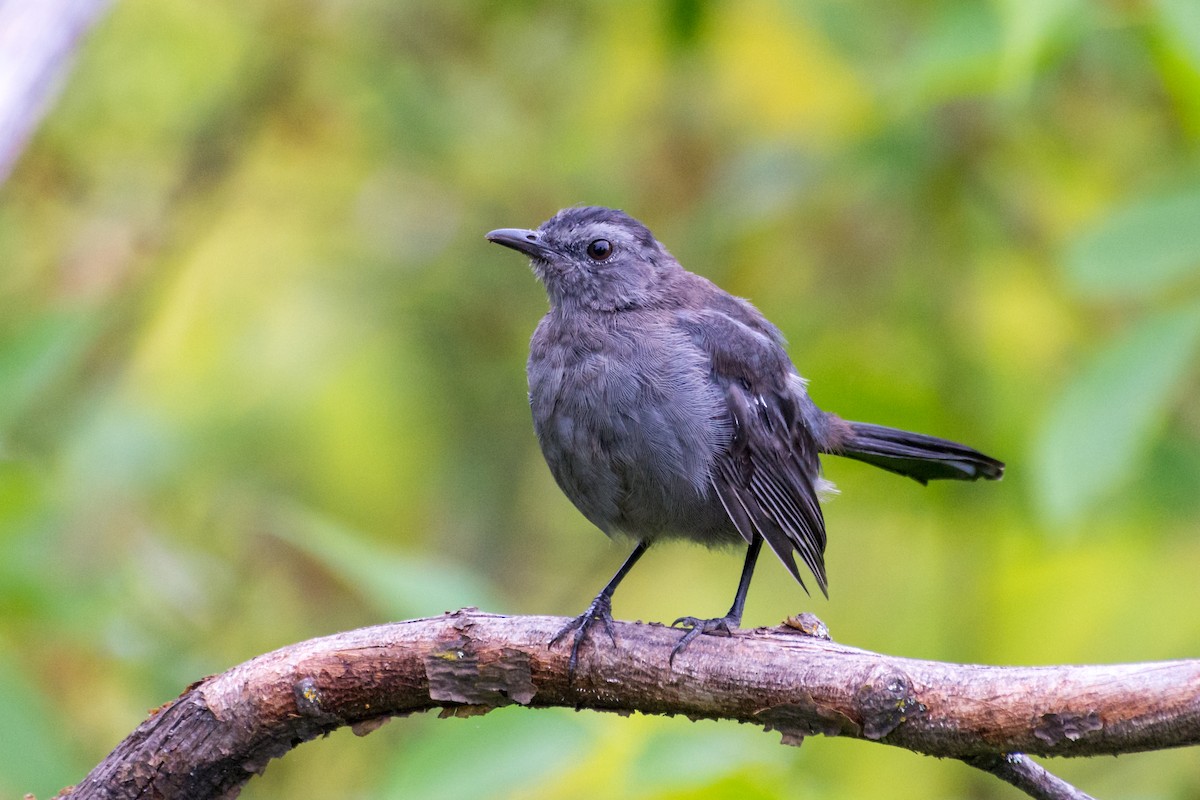 Gray Catbird - ML641173018