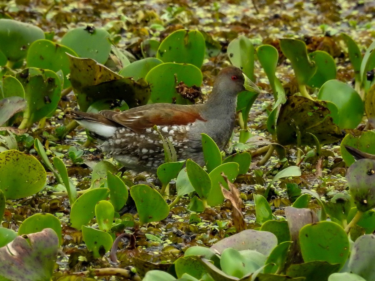 Spot-flanked Gallinule - ML641173022