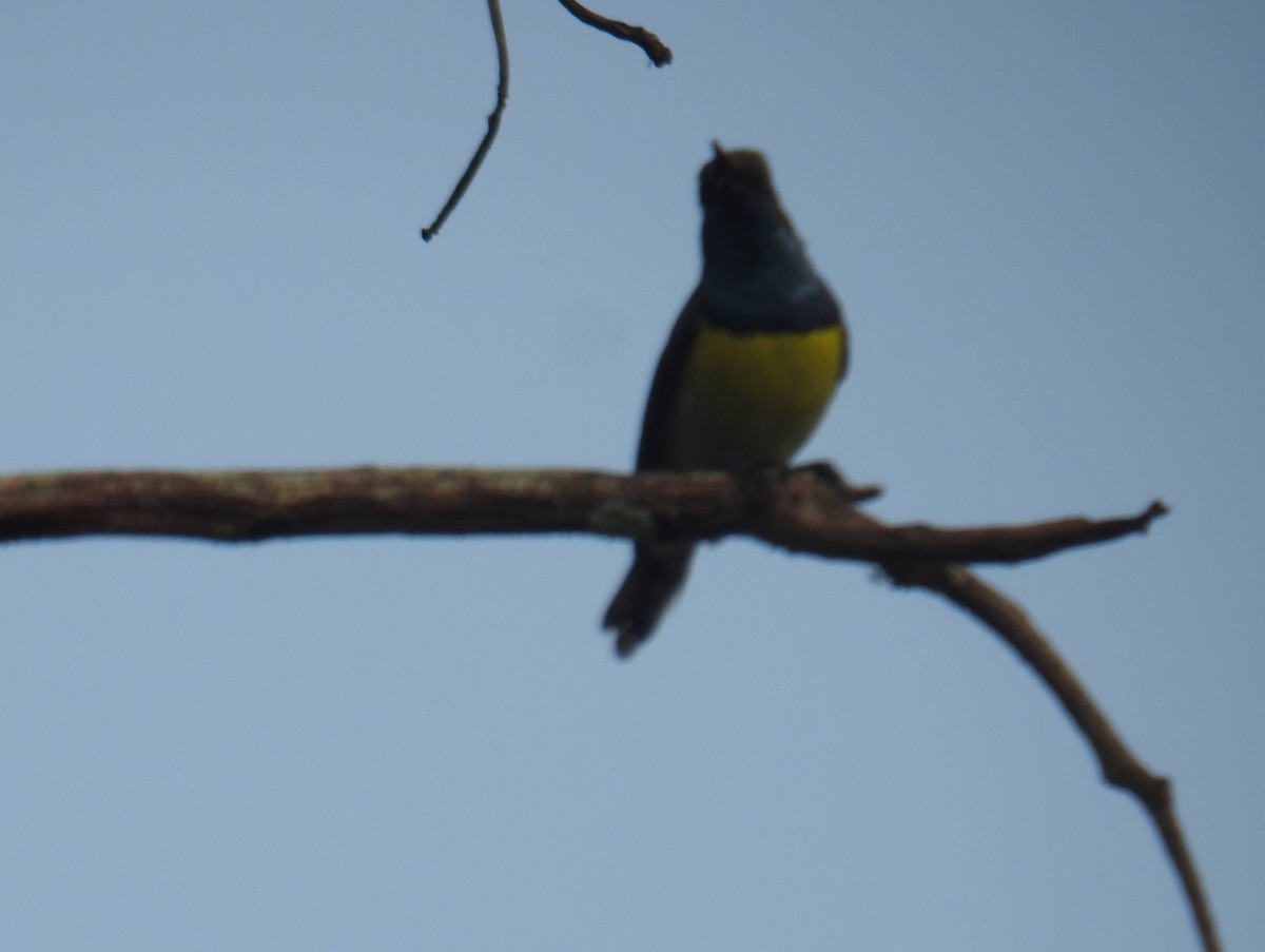 Newton's Sunbird - ML641173062