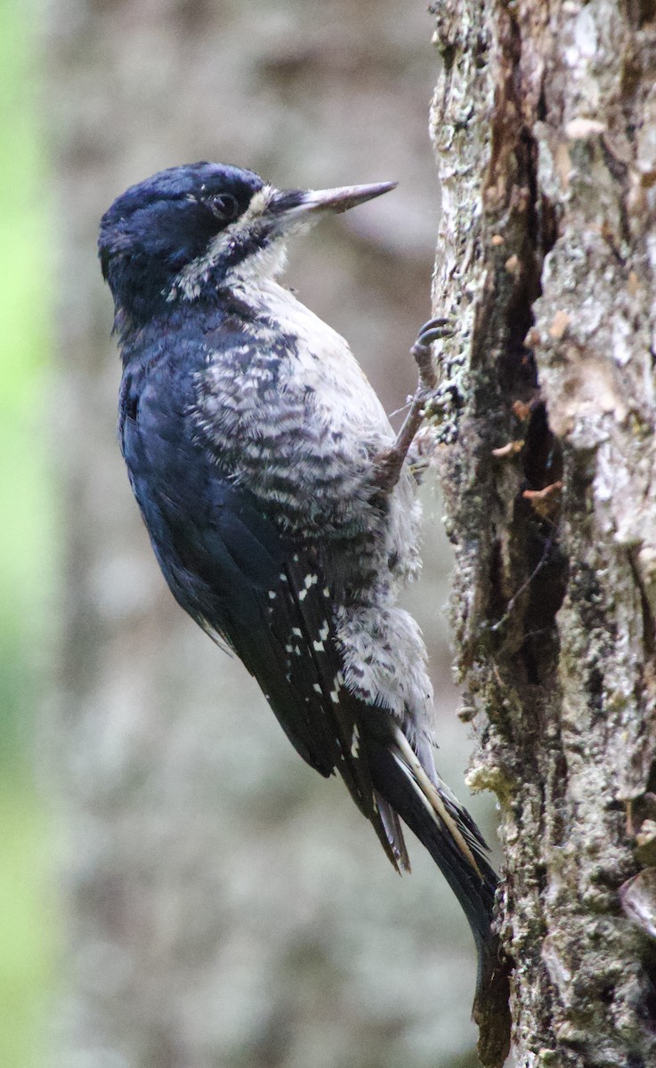 Black-backed Woodpecker - ML641173091