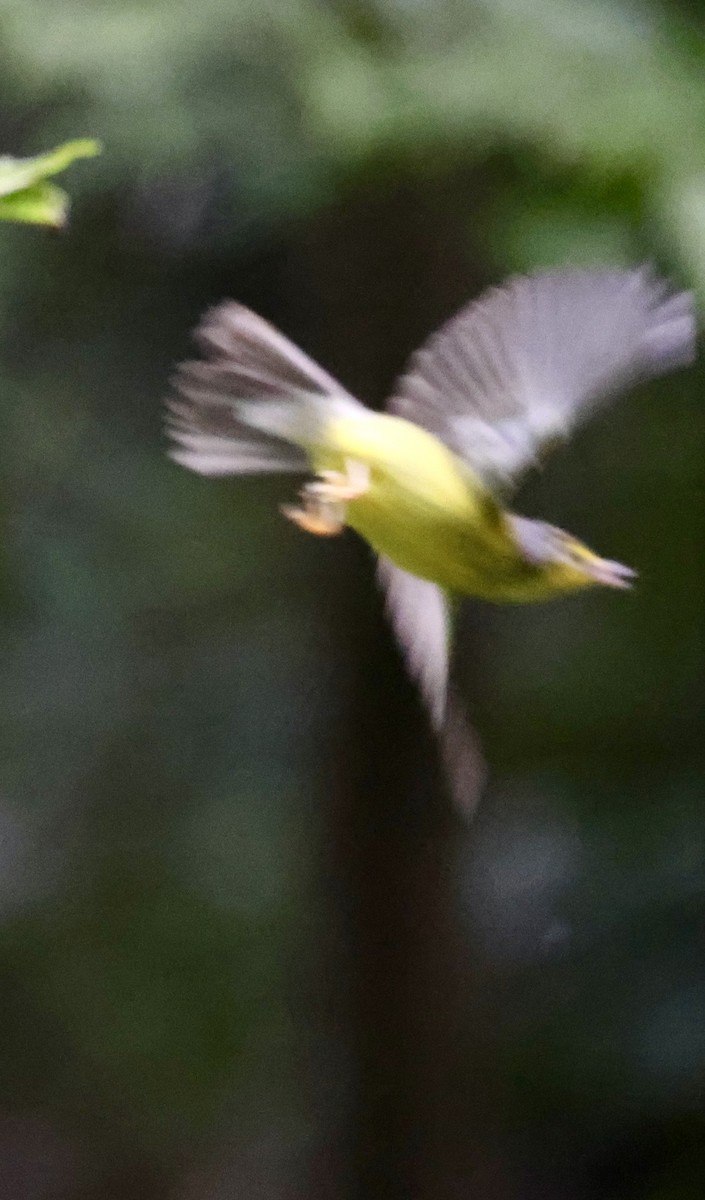 Canada Warbler - ML641173113