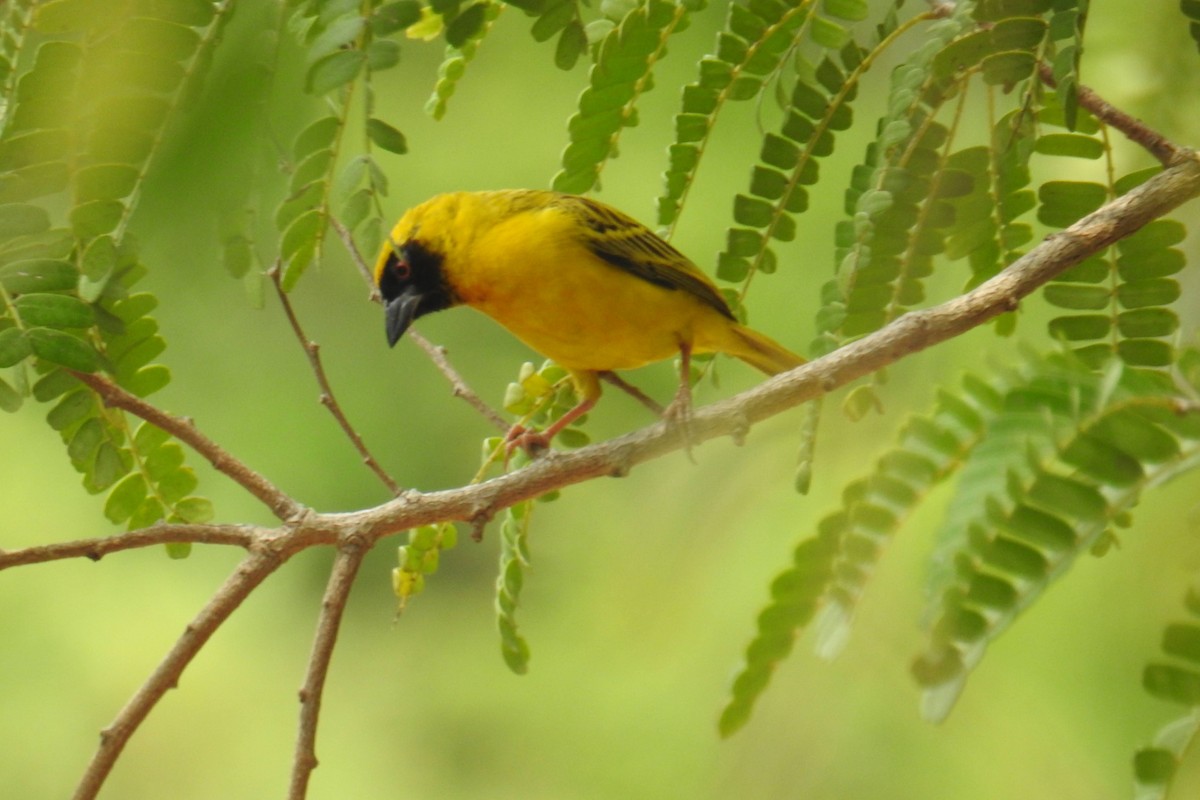 Southern Masked-Weaver - ML641173116
