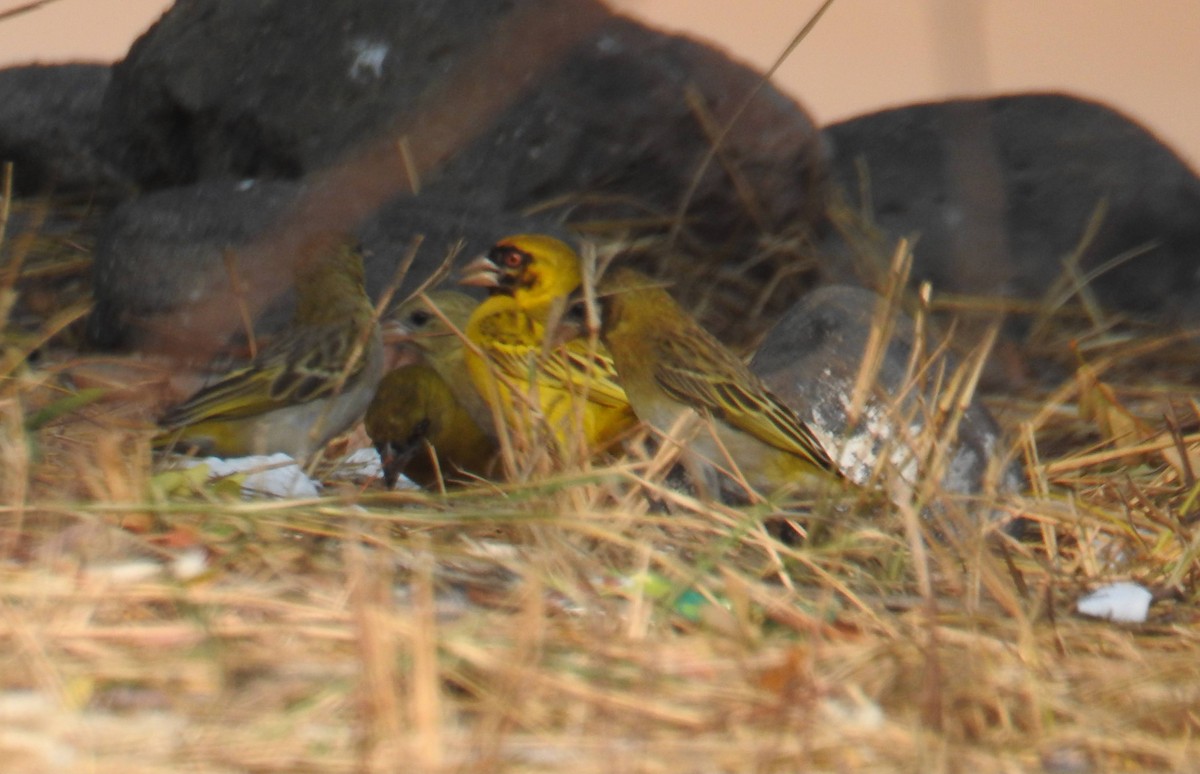 Southern Masked-Weaver - ML641173117
