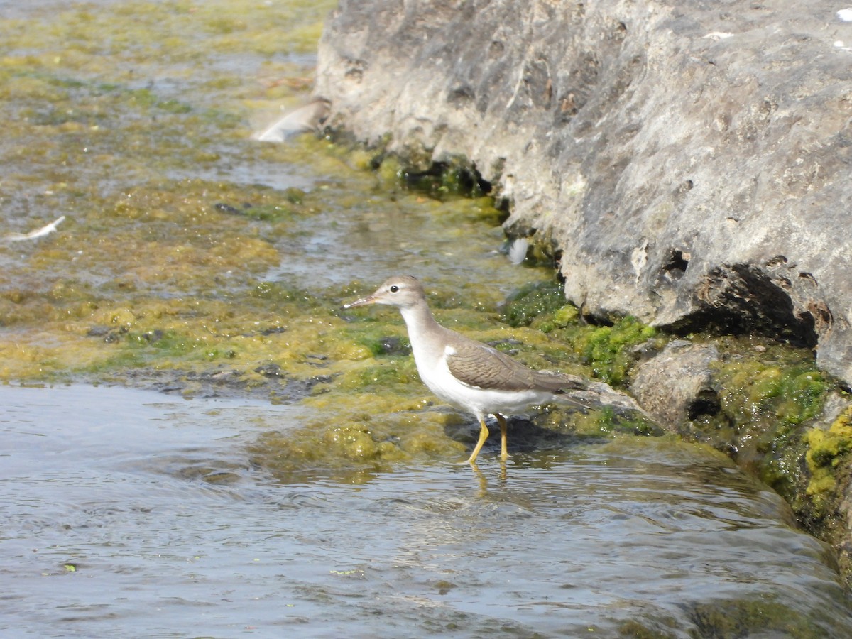 flekksnipe - ML641173127